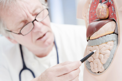 Doctor pointing at Intestine