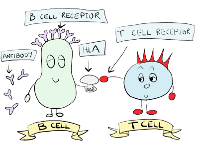 B Cells